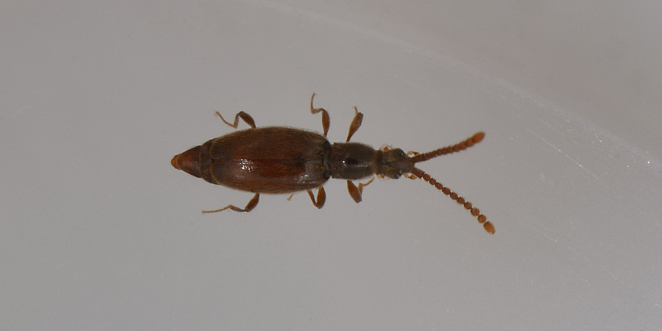 Scydmaenidae, con gli orecchini? Chevrolatia insignis